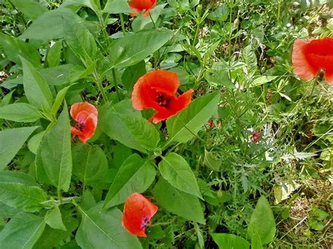 Free Picture Red Poppy Flower Grass