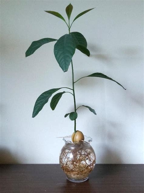 How To Grow An Avocado Plant Indoors Embark Sustainability Society