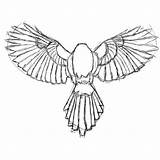 Bird Drawing Wing Wings Dove Lovecraft Hp Anatomy Getdrawings sketch template
