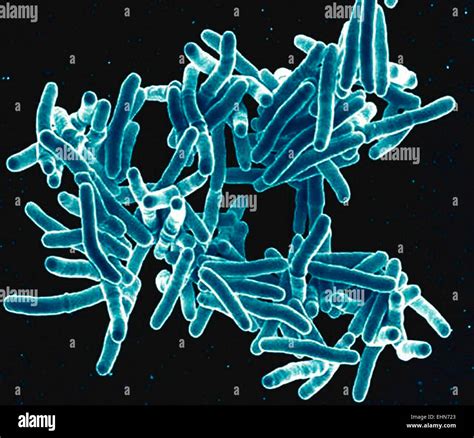 mycobacterium tuberculosis bacteria  gram positive rod shaped