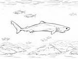 Coloring Shark Megamouth Pages Sharks sketch template