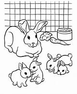 Coloring Rabbit Pages Printable Kids Rabbits Color Popular Colouring sketch template