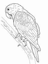 Papagei Erwachsene Ausmalen Schöne Mandalas Archzine sketch template