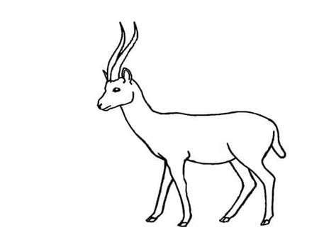 draw  gazelle step  step easy animals  draw