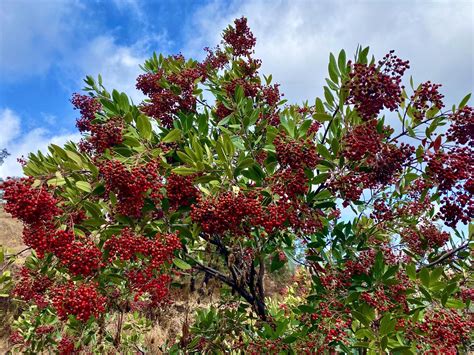 native toyon  christmas berry heteromeles arbutifolia   trail