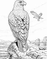 Coloring Pages Eagle Hawk Perched Rock Eagles Animals Wildlife Realistic Printable Color Drawing Kleurplaat Bald Colouring Bird Red Print Para sketch template