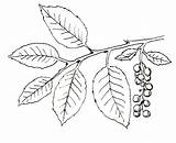 Ivy Poison Plant Drawing Coloring Vine Pages Plants Getdrawings sketch template