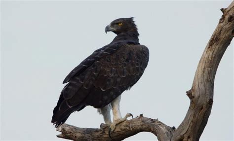 Photo Martial Eagle Polemaetus Bellicosus