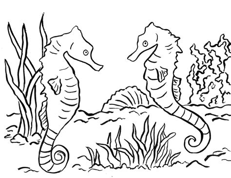 seahorse coloring page samantha bell