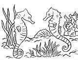 Seahorse Coloring Pages Printable Kids Print Adults Cute Realistic Drawing Sea Horse Bell Seahorses Color Template Getdrawings Ocean Ariana Baby sketch template