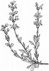 Salvia Medicinales Propiedades Esenciales Aceites Officinalis Frescas sketch template
