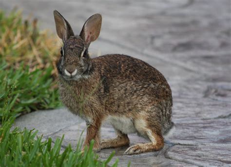 griffs bird  wildlife eastern cottontail