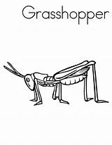 Locusts Grasshopper sketch template