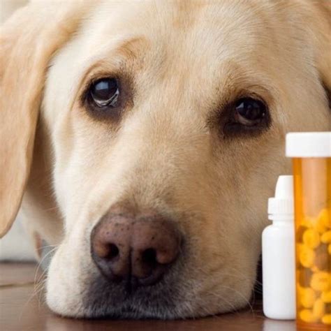 natural dog health remedies holistic dog care