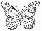 Butterfly Realistic Coloring Pages Flower Getdrawings sketch template
