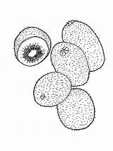 Fruits Obst Jackfruit Malvorlagen sketch template
