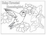 Coloring Pages Hummingbird Bird Humming Adult Adults Color Ruby Throated Birds Kids Print Getdrawings Drawings Elegant Colouring Draw Hummingbirds Drawing sketch template