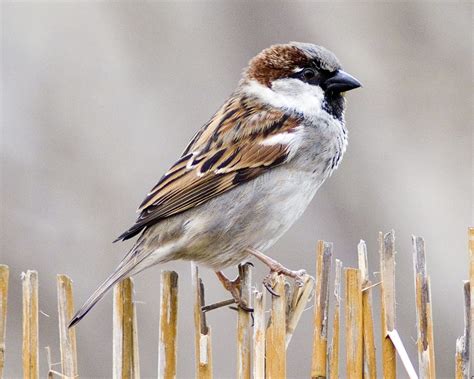 house sparrow birdwatch ireland