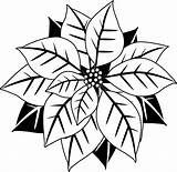 Poinsettia Clipart Christmas Clip Poinsettias Drawing Outline Cliparts Transparent Chalkboard Holly Search Border Collection Coloring Results Drawings Calendar Library Google sketch template