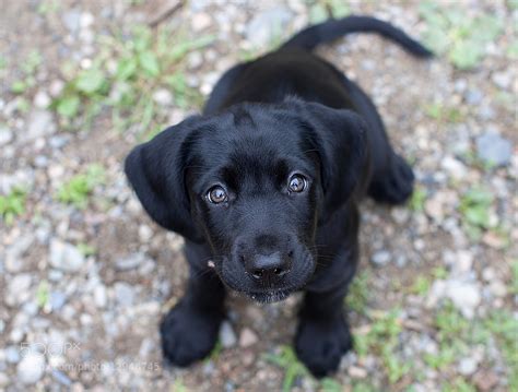 black lab puppy eyes raww