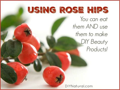 rose hips eating    diy beauty products