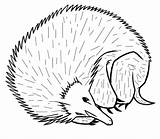 Coloring Porcupine Drawing Blogthis Email Twitter sketch template