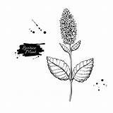 Licorice Plant Vector Drawing Illustrations Herb Mint Drawn Sketch Hand Clip Videos sketch template