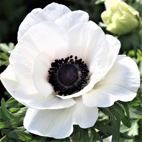 white anemone bulbs  sale mistral  bianco centro nero easy