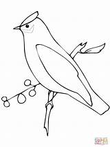 Waxwing Coloring Cedar Pages Printable Designlooter Drawing 1200 sketch template