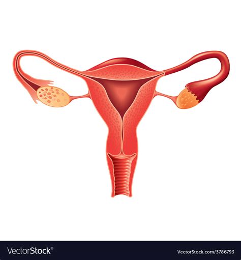 Female Reproductive Organs Diagram How To Draw Female