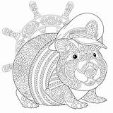Guinea Zentangle Cavia Hamster Capitano sketch template