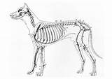 Dog Skeleton Coloring Animal Pages Drawing Anatomy Lateral Skelett Bone Skeletons Hundes Tiere Anatomie sketch template