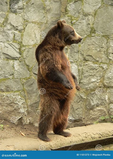 brown bear standing stock image image  danger huge