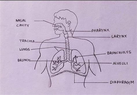 draw neat   labelled diagram  human respiratory system sexiz pix