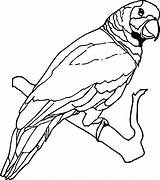 Coloring Parrot Wecoloringpage Pages sketch template