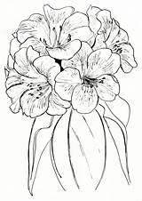 Rhododendron Horticulture Vireya Rhododendrons Too sketch template