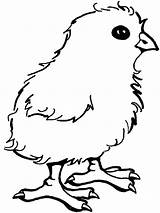 Chick Coloring Pages Chicken Baby Printable Little Kids Cute Color Sheets Print Cartoon Template Prairie Children Coloringfolder Getcolorings Funny sketch template