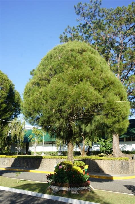 philippine trees pma pines