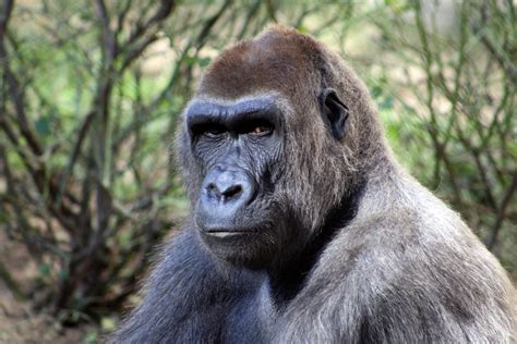 gorilla   zoo  photo  freeimages
