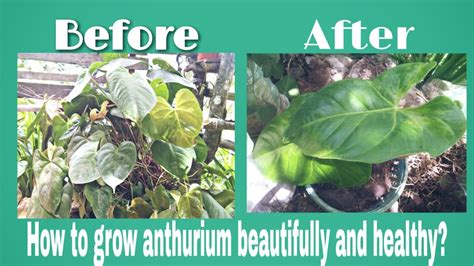 grow anthurium plant beautifully  healthyang damimamas