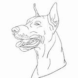 Doberman Coloring Pinscher Pages Surfnetkids Designlooter Drawings 22kb 200px sketch template