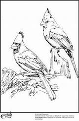 Cardinal Waxwing Cardinals Coloring99 Jays Skizzen Kidswoodcrafts Gravieren Holz sketch template