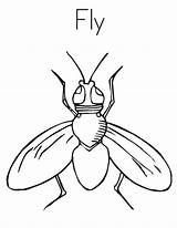 Coloring Insecte sketch template