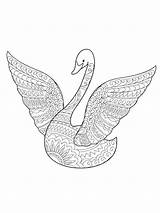 Coloring Swan sketch template