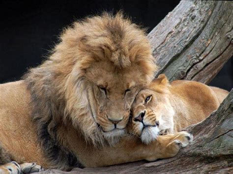 pareja de leones enamorados imagui