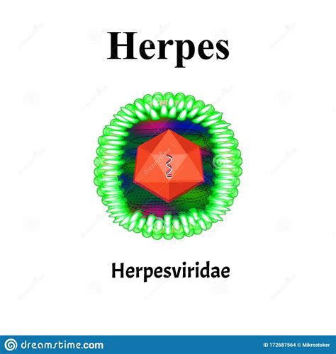 Herpes Structure Herpes Virus Infection Sexually