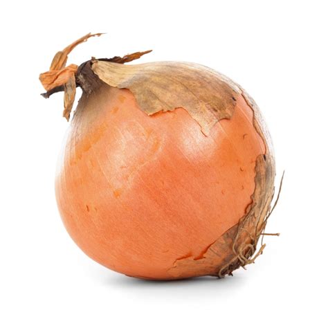 onion isolated  stock photo public domain pictures