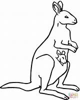 Kangaroo Coloring Color Pages Kangoroo Kids Clipart Baby Pouch Printable Library Painting Drawing Mother Clip Silhouettes sketch template