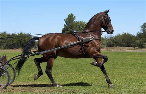 american saddlebred horse breed profile