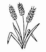 Wheat Clipart Drawing Plant Symbols Clip Christian Head Cliparts Stalk Coloring Symbol Greek Template Bread Bakery Colouring Barley Religious St sketch template